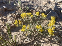 Physaria pachyphylla
