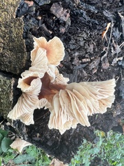 Chlorophorus macaumensis