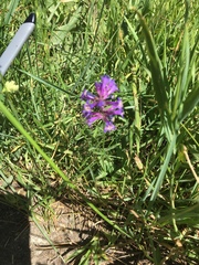Penstemon heterodoxus