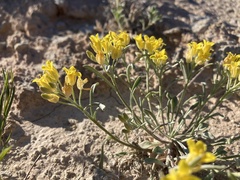 Physaria pachyphylla