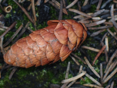 Picea glauca × engelmannii