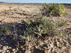 Eriogonum brevicaule canum