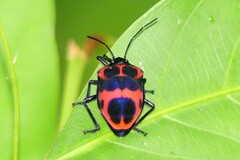 Poecilocoris nepalensis