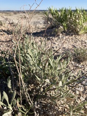Eriogonum brevicaule canum