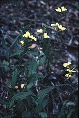 Goodenia decurrens