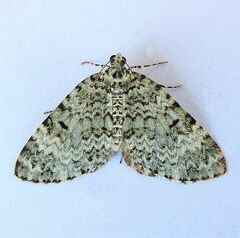 Spargania viridescens