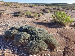 Astragalus hyalinus