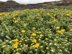Grindelia stricta platyphylla