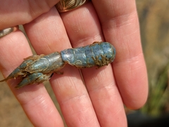 Upogebia