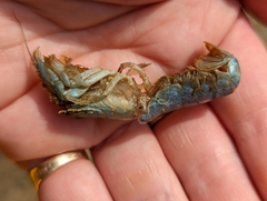Upogebia