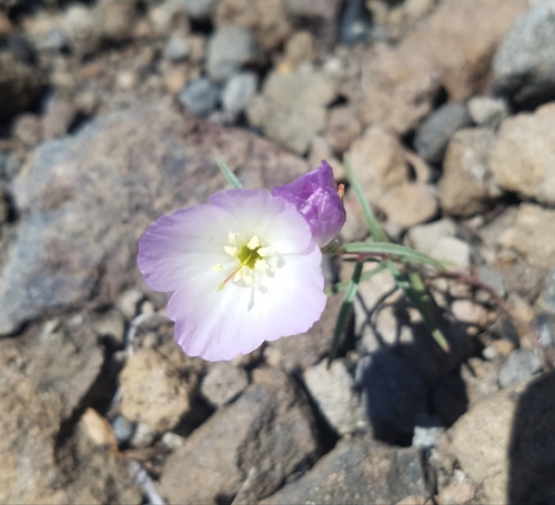 Image of Clarkia arcuata by (c) Kate Crowell Walker, some rights reserved (CC BY)