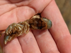 Upogebia