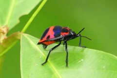 Poecilocoris nepalensis