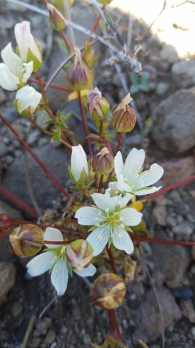 Image of Limnanthes alba by (c) Kate Crowell Walker, some rights reserved (CC BY)