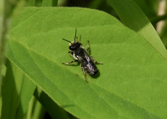 Megachile campanulae