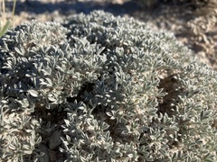 Astragalus hyalinus