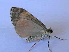 Spargania viridescens