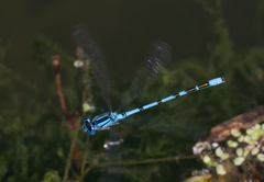 Enallagma cyathigerum