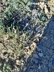 Eriogonum exilifolium