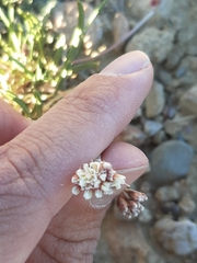 Eriogonum exilifolium