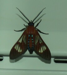 Cosmosoma achemonides