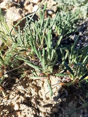 Eriogonum exilifolium