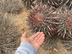 Ferocactus gracilis coloratus