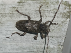 Aegomorphus modestus