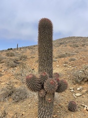 Ferocactus gracilis coloratus