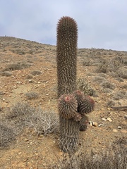 Ferocactus gracilis coloratus