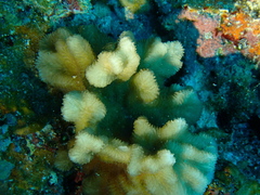 Merulina scabricula