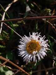 Erigeron longipes