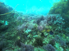Lithothrix aspergillum