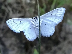 Idaea obfusaria