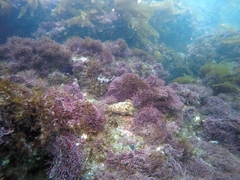 Lithothrix aspergillum