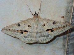 Conolophia nigripuncta