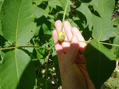 Phylloxera caryaecaulis