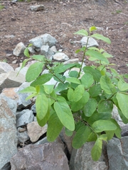 Lonicera utahensis