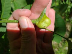 Phylloxera caryaecaulis