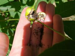 Phylloxera caryaecaulis