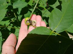 Phylloxera caryaecaulis