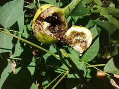 Phylloxera caryaecaulis