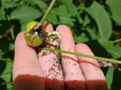 Phylloxera caryaecaulis