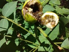 Phylloxera caryaecaulis