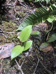 Maianthemum racemosum
