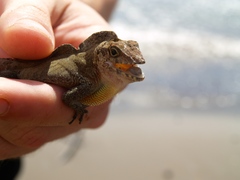 Anolis cristatellus cristatellus
