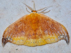 Tridrepana subtusmaculata