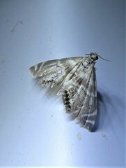 Petrophila canadensis