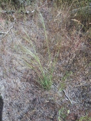 Hesperostipa comata