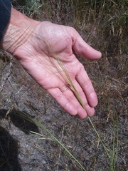 Hesperostipa comata